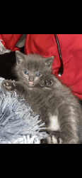 two, 9 week old kittens 1 male 1 female