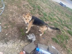 Dog in 417 area for sale