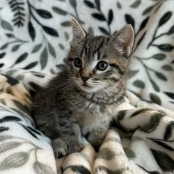 Four Kittens need new home