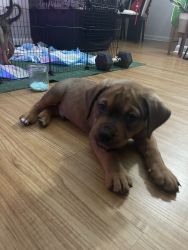 Rottweiler/ Pit mix for sale