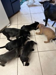 7 Mastiff Shepherd Mix Puppies