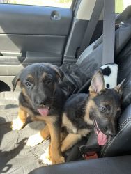 German Shepard/Belgian Malinois puppies for sale!
