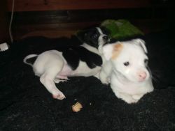 RAUSSIE puppies looking for their forever homes