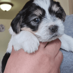Rehoming Malshi/Beagle-Morkie Puppies