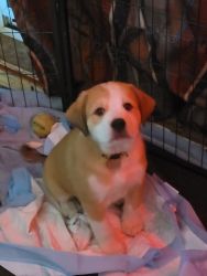 6 puppies need a good home with rehome fee