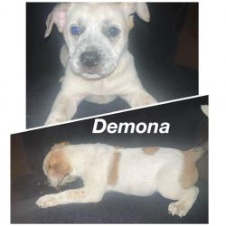 Selling 3 Female Puppies