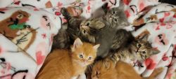Persian mix kittens
