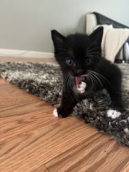 Male kitten super sweet