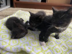 Two Female Kittens One Male Kitten