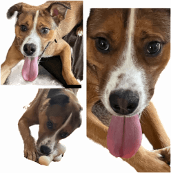 Beagle/Rottweiler