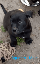 Pitweiler Puppies Ready for Furever Homes