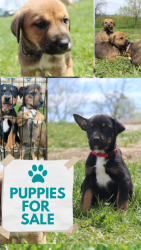 Puppies For Sale Carroll County Illinois