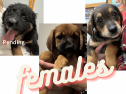 Mixed Breed (mutts) Puppies