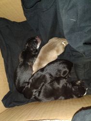 Mix breed puppies German shepherd pitbull huskies born on memorial day
