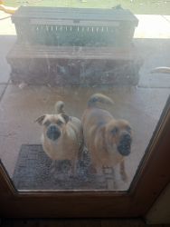 Two sisters pug mixed needing loveing home