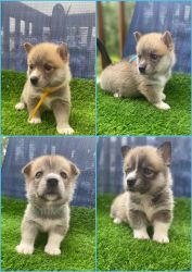 4 adorable (Horgi) Corgi / Husky pups for sale
