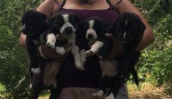 Mixed puppies needing a special home