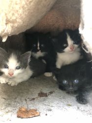 Four 4 Week Old Kittens