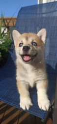 Adorable (Horgi) Corgi / Husky puppy for sale