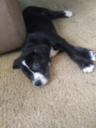 Free 8 week old pit bull mix puppies