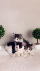 Polydactyl female Kittens available for rehoming (mitten paws)