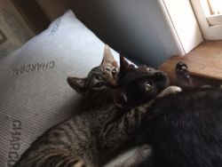 Loving kittens need home