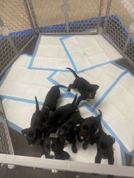 German Sheppits (German Shepherd and Blue Pit Mix) Available