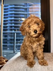 Toy poodle mixes for sale