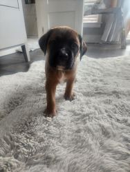 Boxer mastiff pup