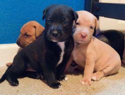 Doberman/Rottweiler/pitbull puppies