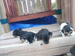 Mixed puppies Chihuahua and Yorkie