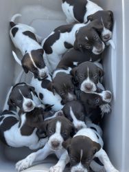Pointer puppies for sale