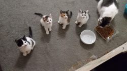 Kittens rehoming