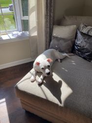 Icey 8 month old female pup