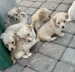 doxiechon pups for sale