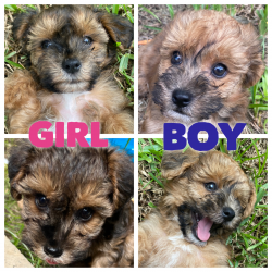 Havanese Yorkipoo puppies - Precious, Sweet Little Babies!
