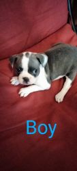 CKC BLUE AND WHITE FRENCHTONS PUPPIES