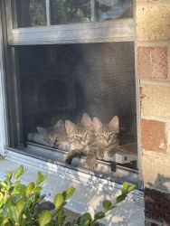 FREE Kittens