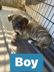 Pit/Rott Mix puppies for sale