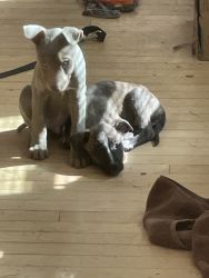 Pitbull, Shepherd, lab mix puppies new berlin