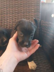 Re-homing the last of my puppies that my st. Benard had