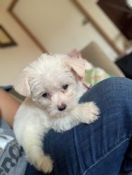 Malchi pups are a mix with Maltese and chih