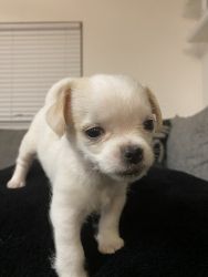 Shorkie Male puppies