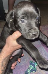 American Bully / Rottweiler mix puppies