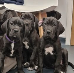 Gorgeous Cane Corso cross Great Dane puppies only 3 females left.