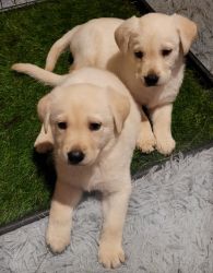 Adorable Yellow Lab/ White German Shepherd Puppies for sale