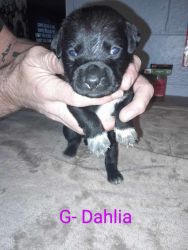Pittbull mix puppies for sale