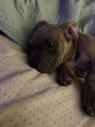 Rehoming American bully terrier mix