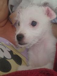 He ist malte mixed with Jack russell minni