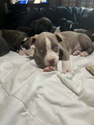 8 week old Pitsky pups
